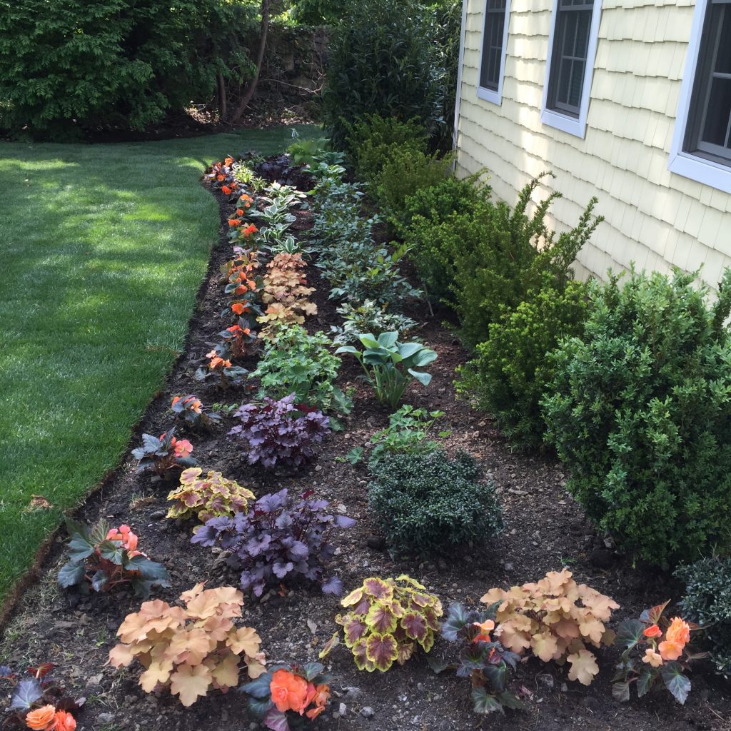 Landscape Design with colorful Heuchera