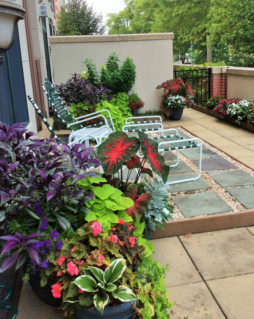 Terrace garden with caladium, Persian shield, ipomoea and impatiens