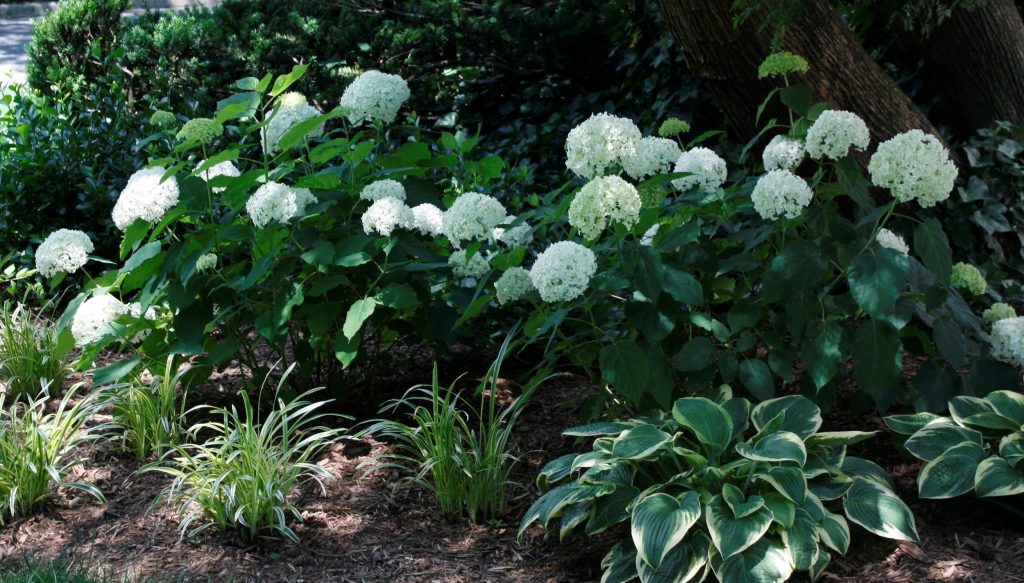 Shade garden ideas