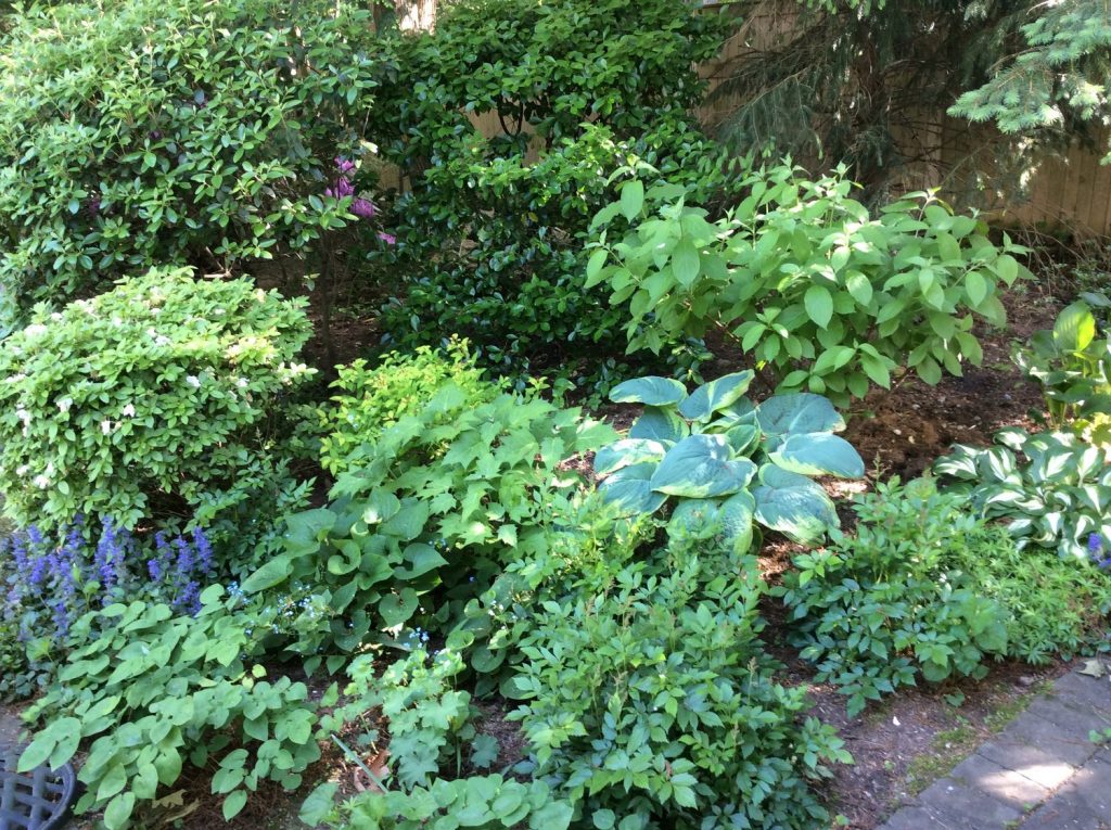 Shade garden ideas